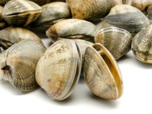 Fresh clams on white background