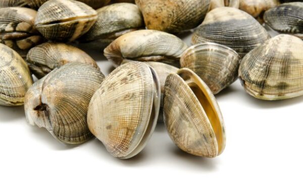 Fresh clams on white background