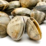 Fresh clams on white background