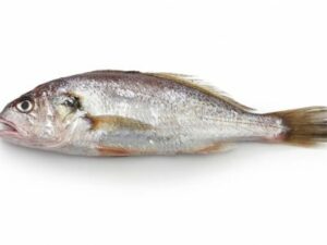 pcorvina