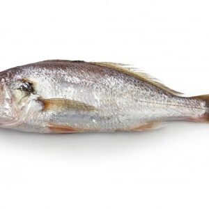 pcorvina
