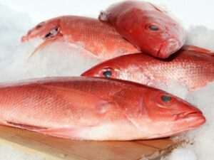 Peixe vermelho