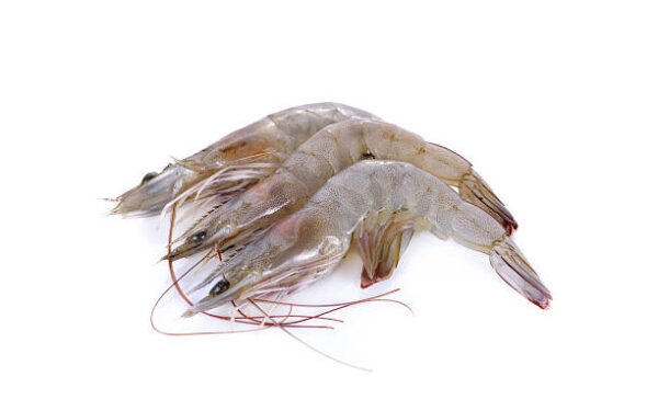 fresh vannamei shrimp on white background