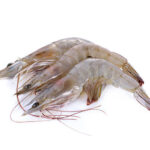 fresh vannamei shrimp on white background